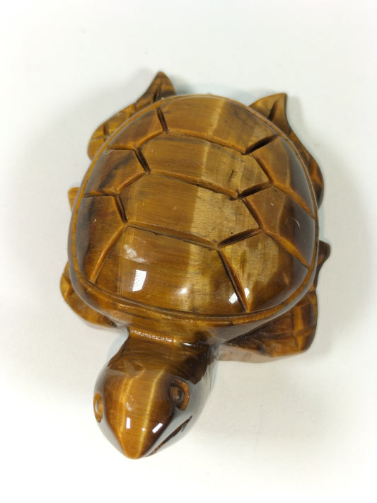 Tijgeroog schildpad nr1