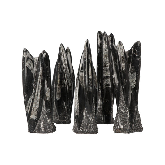 Orthoceras Sculptuur ca. 1500 gram