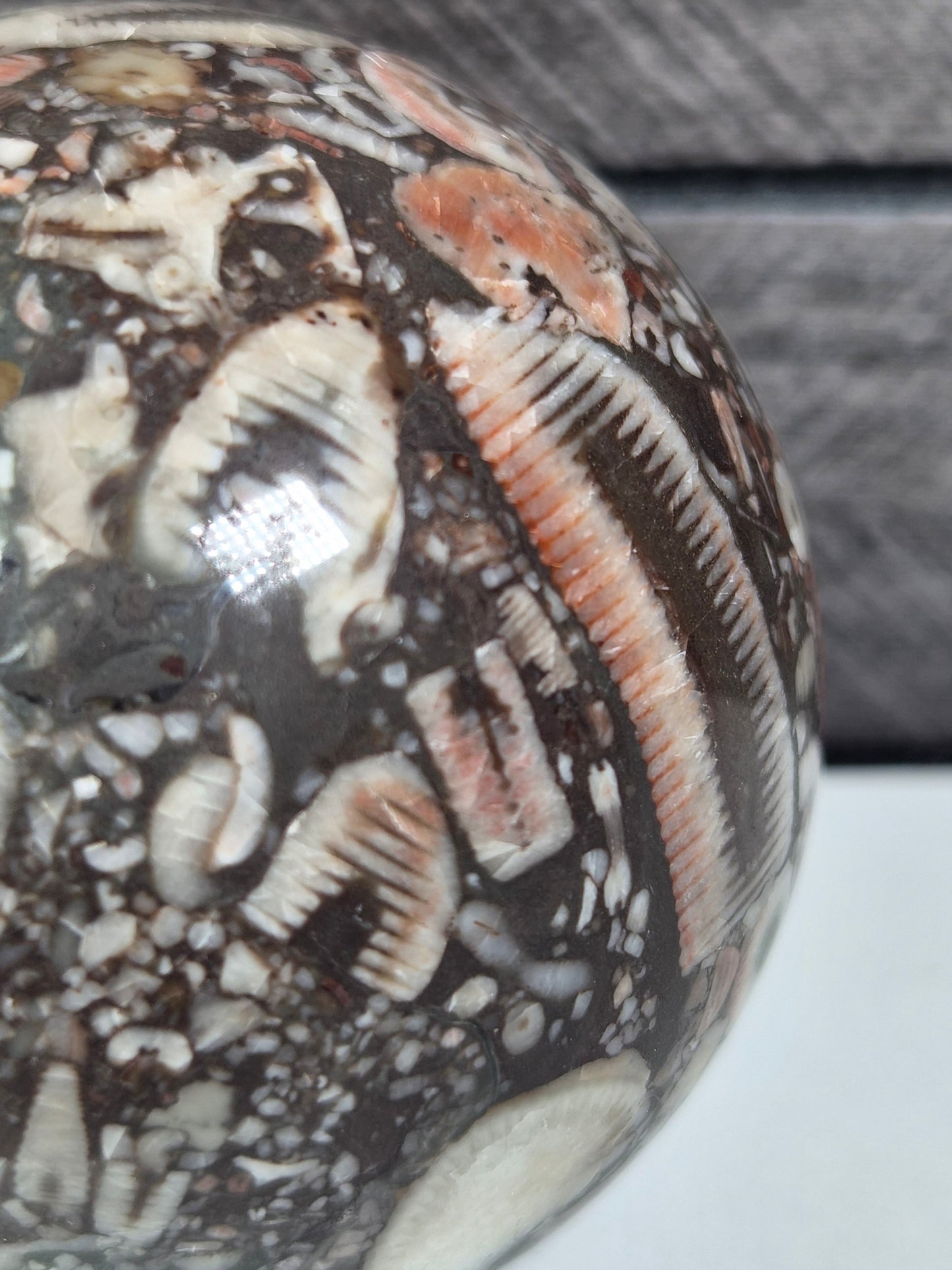 Crinoïde fossiel Bol 352 gram
