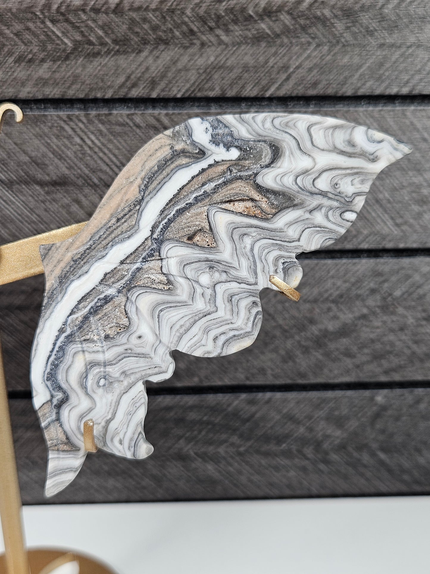 Zebra calciet vlinder W4