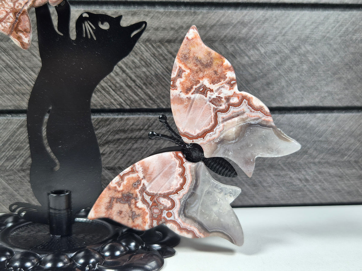 Crazy lace Vlinders met Kat