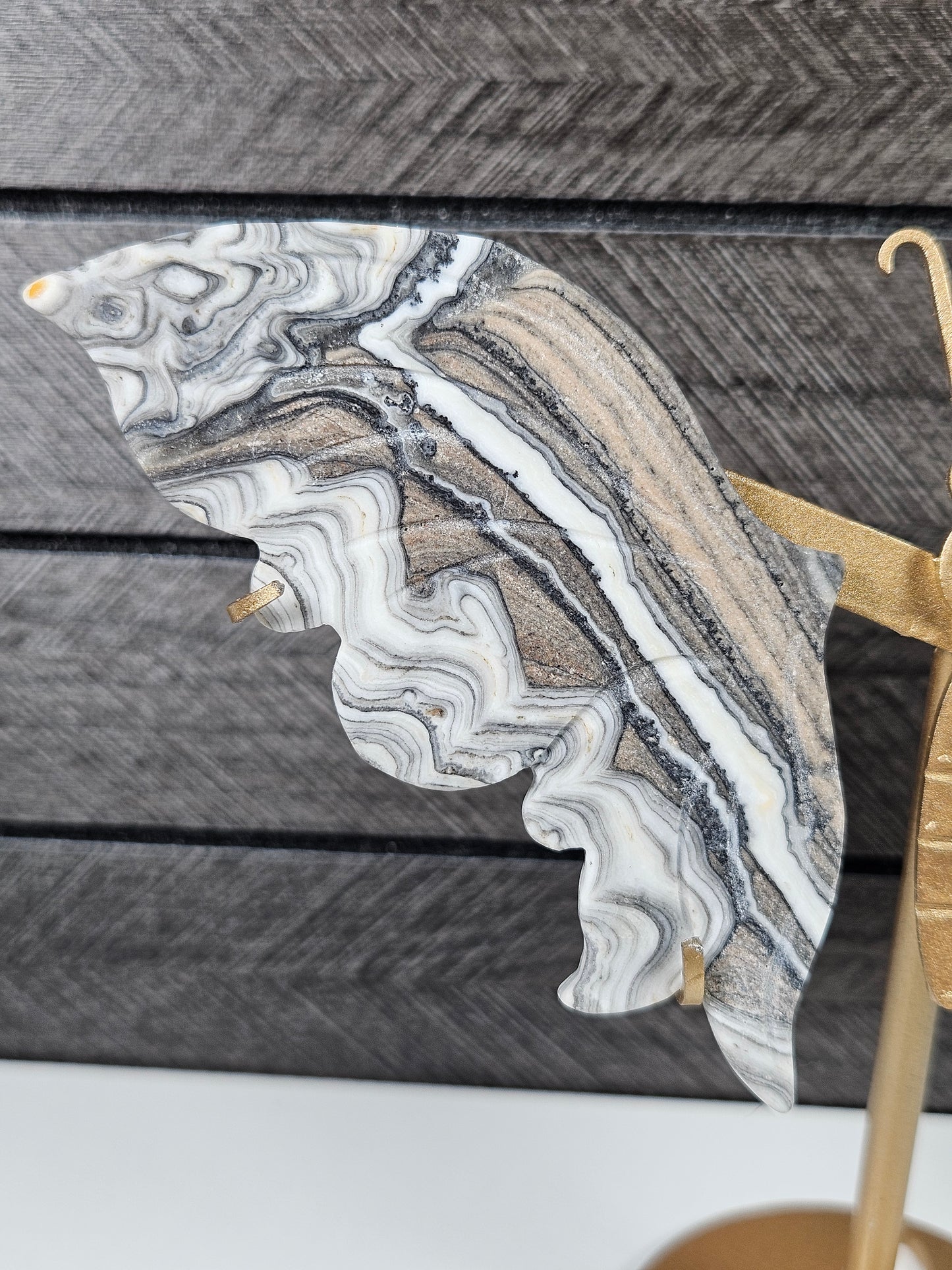 Zebra calciet vlinder W4