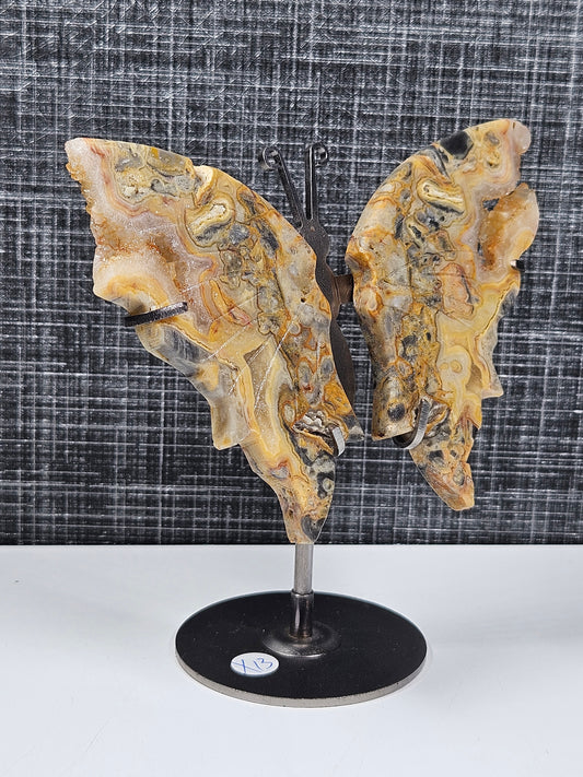 Crazy lace vlinder X13