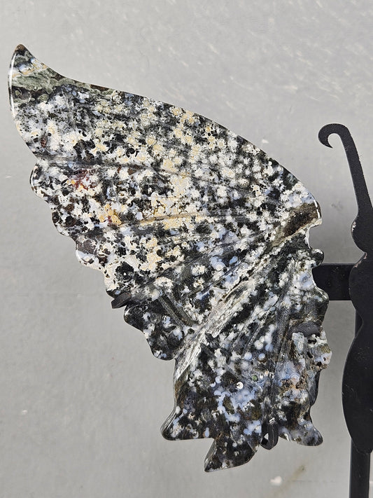 Oceaan jaspis vlinder 141