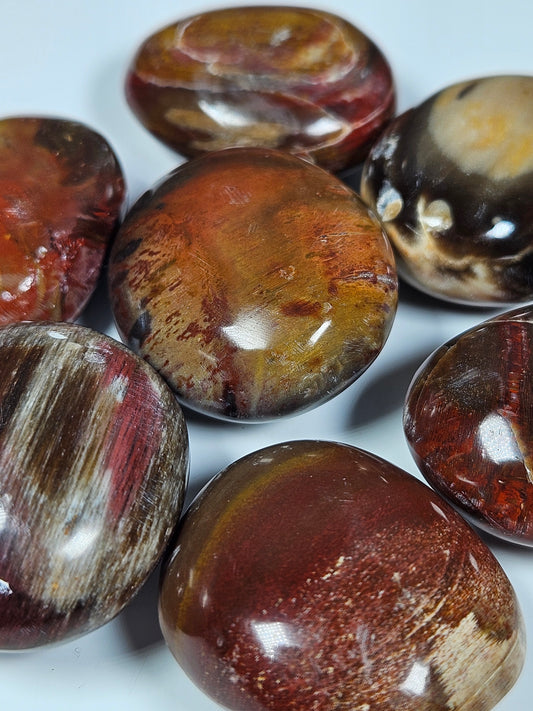 Versteend hout zaksteen