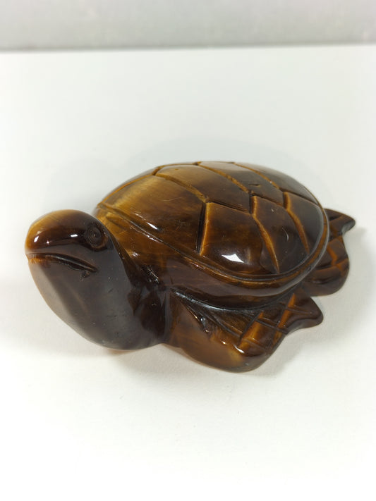 Tijgeroog schildpad nr1