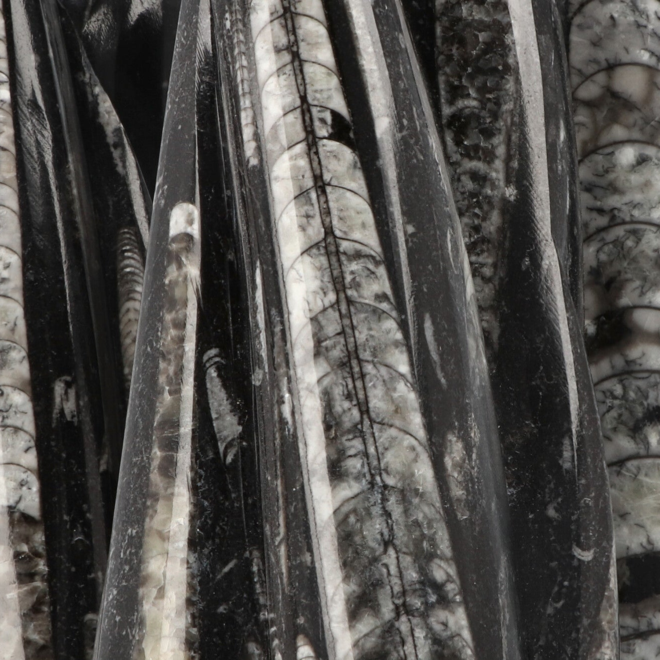 Orthoceras Sculptuur ca. 1500 gram