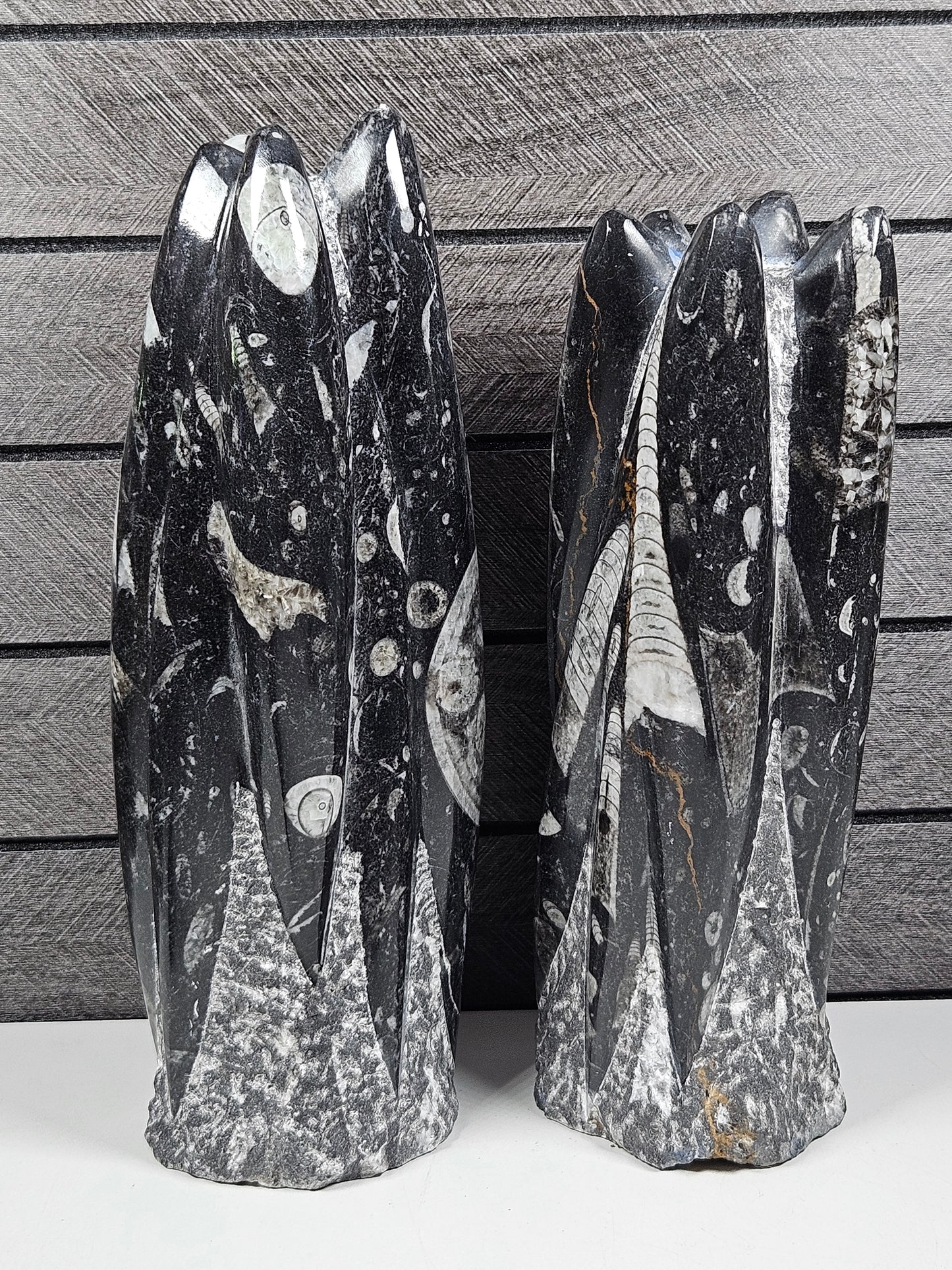 Orthoceras Sculptuur ca. 1500 gram
