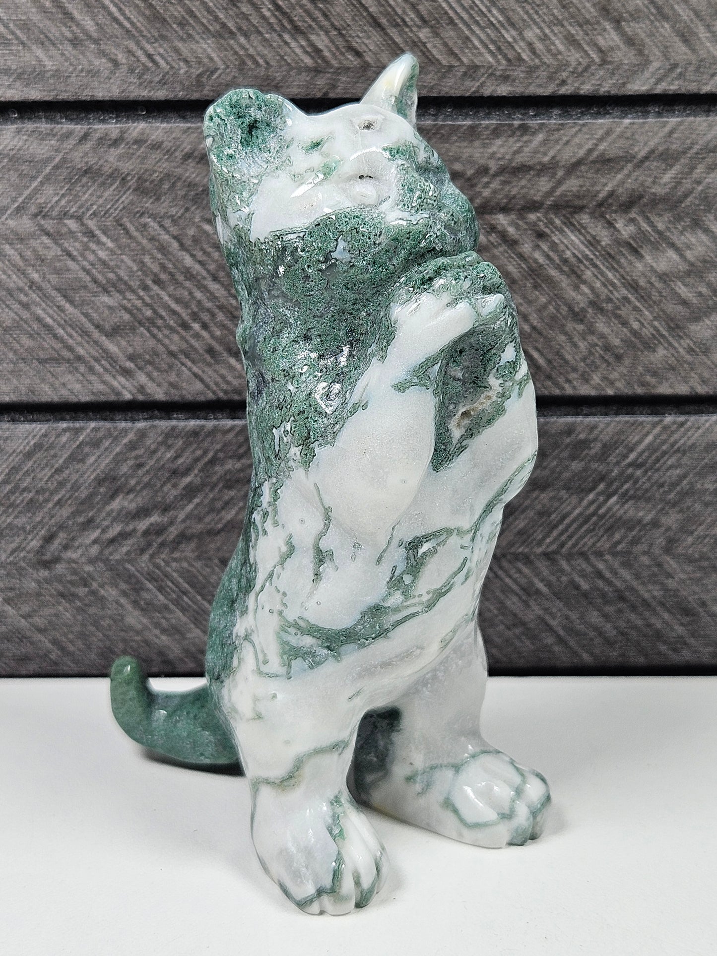 Mosagaat Bedelende Kat nr1