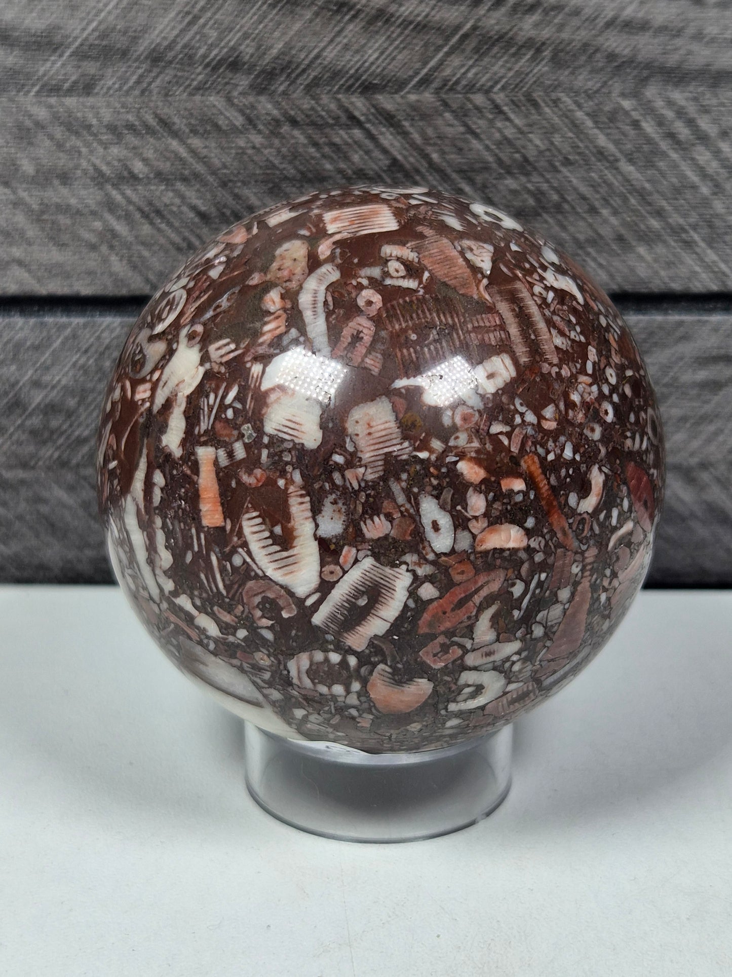 Crinoïde fossiel bol 372 gram