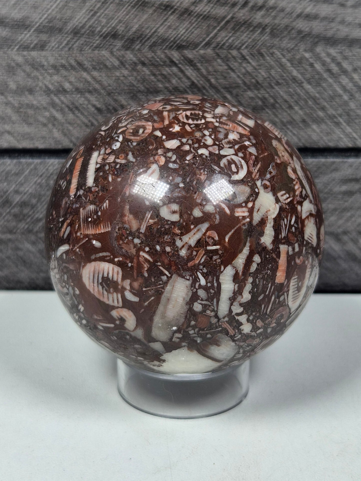 Crinoïde fossiel bol 372 gram