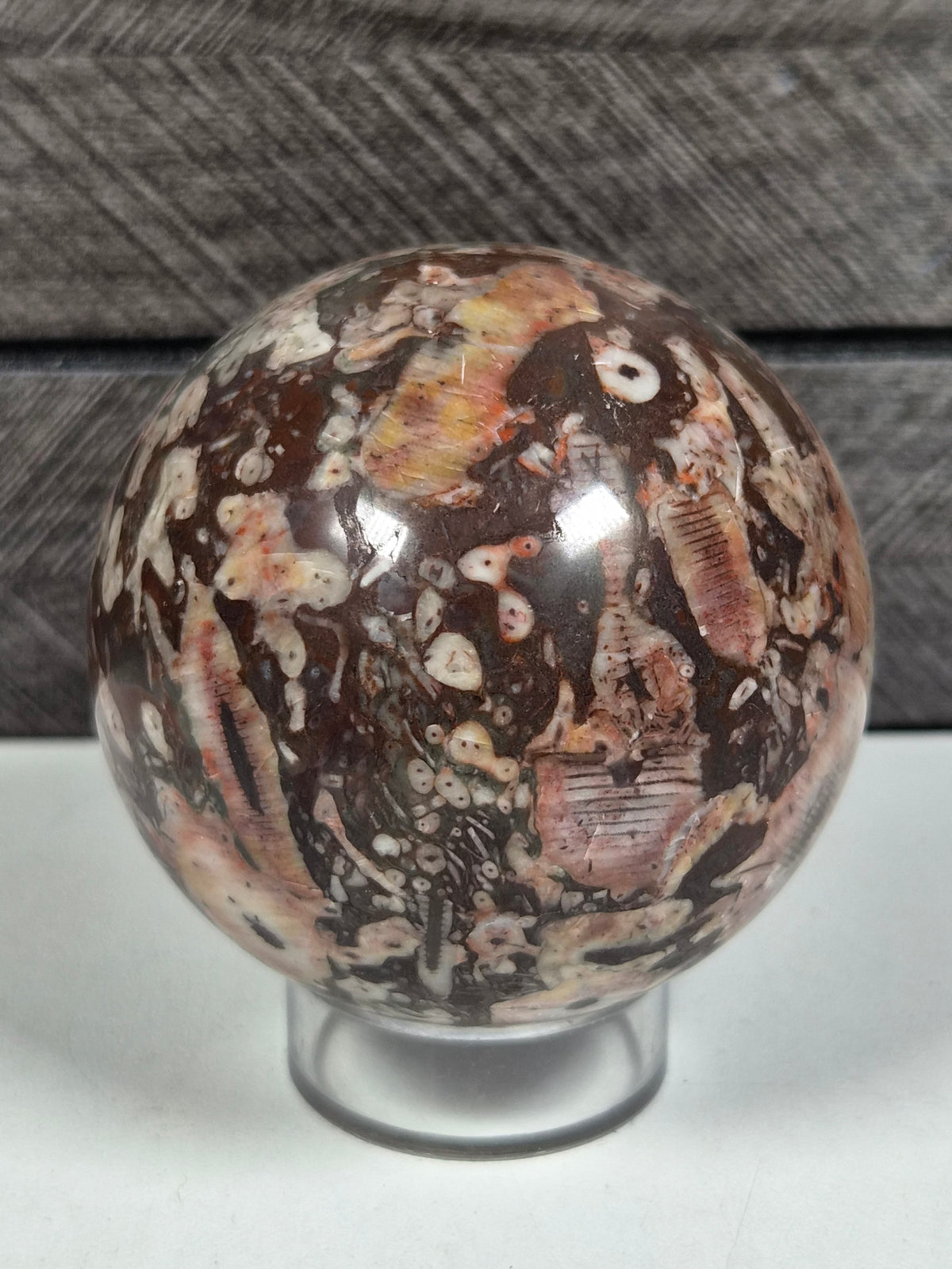 Cronoïde fossiel Bol 322 gram