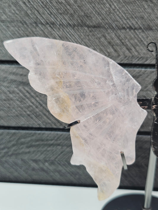 Rozenkwarts vlinder C3