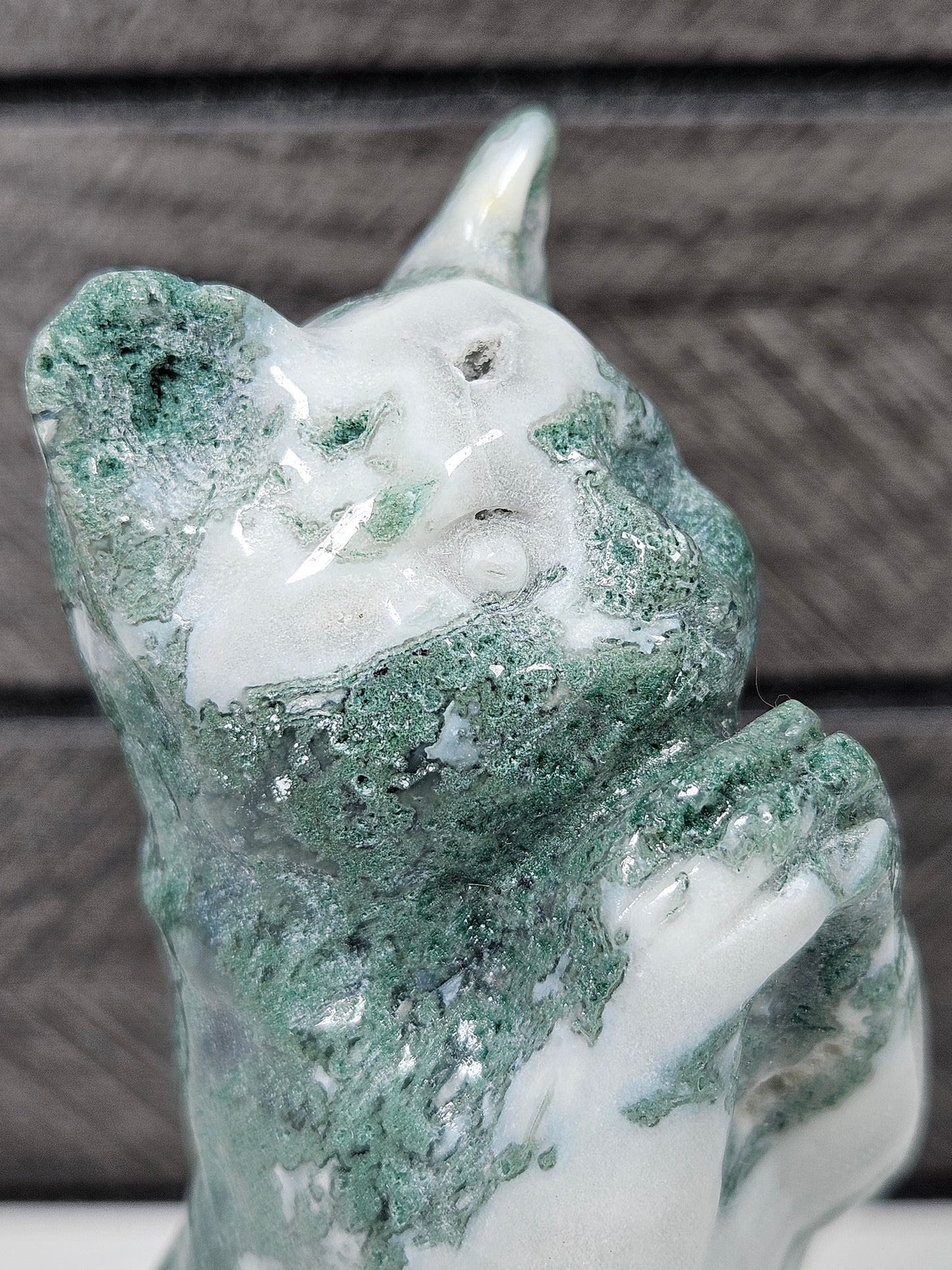 Mosagaat Bedelende Kat nr1