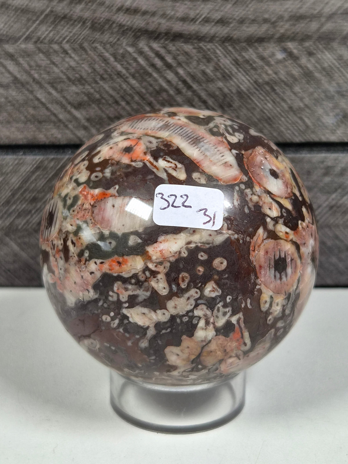 Cronoïde fossiel Bol 322 gram