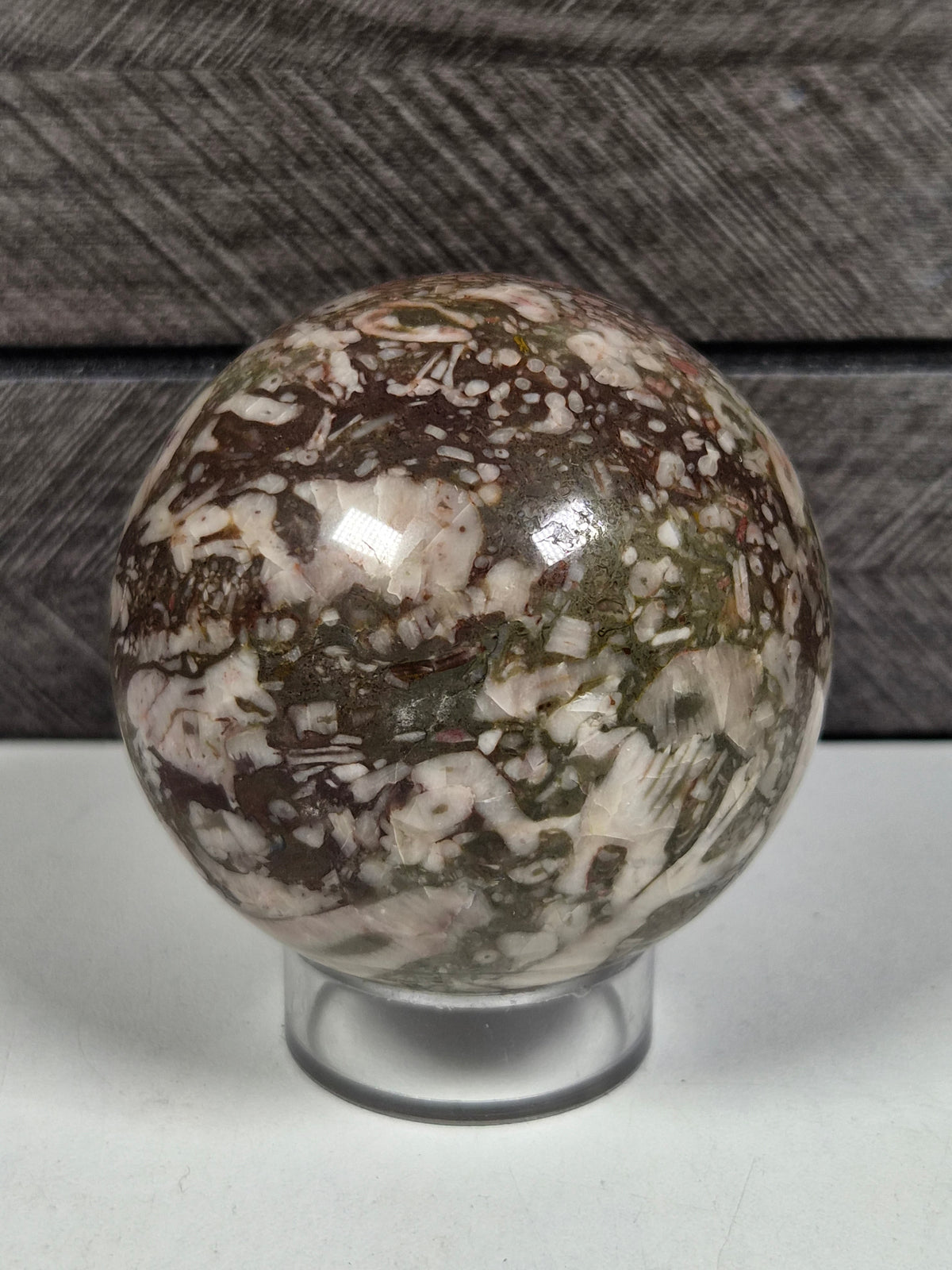 Cronoïde fossiel Bol 284 gram