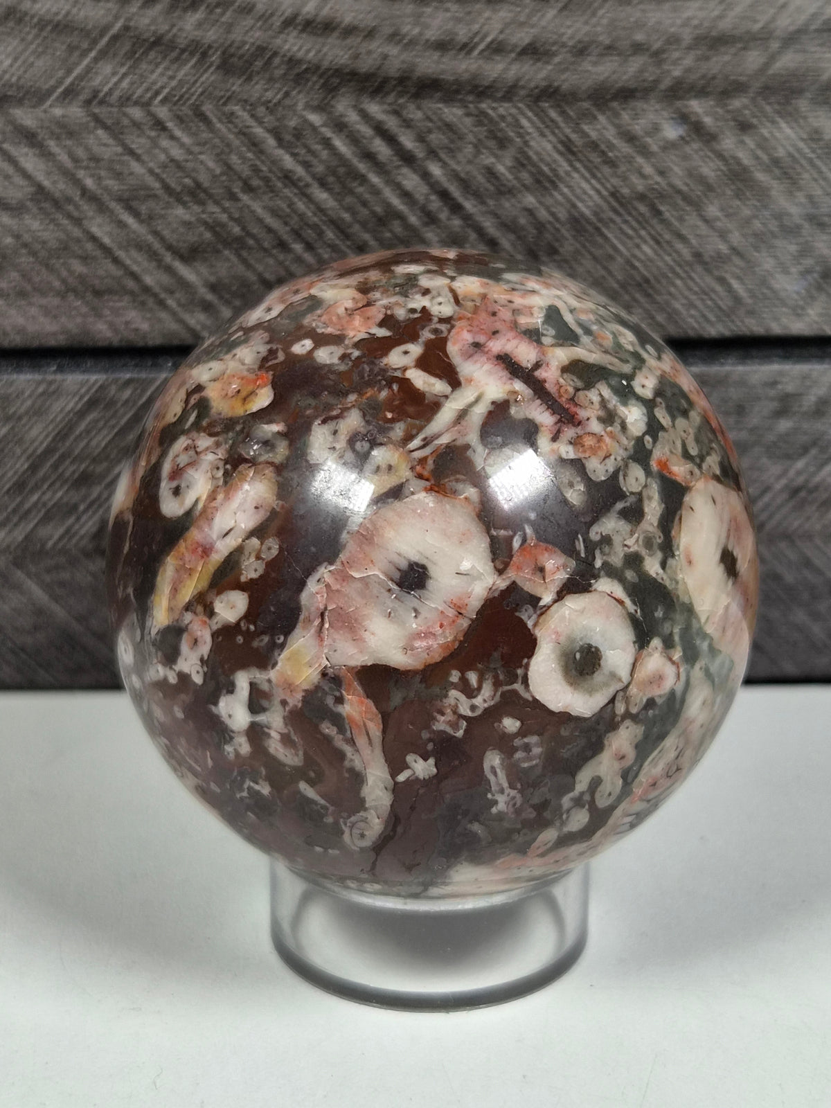 Cronoïde fossiel Bol 322 gram