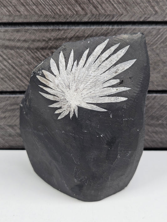 Chysanthemum op standvlak 310 gram