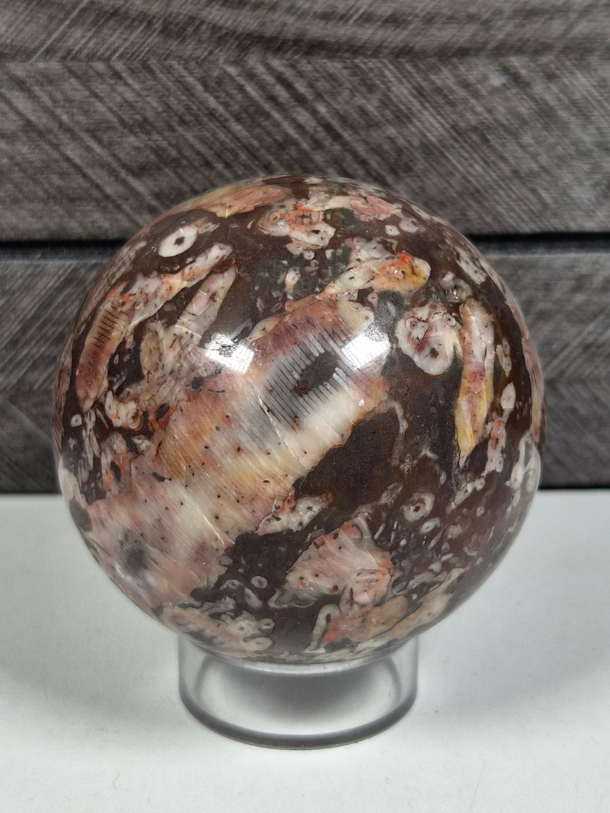 Cronoïde fossiel Bol 322 gram