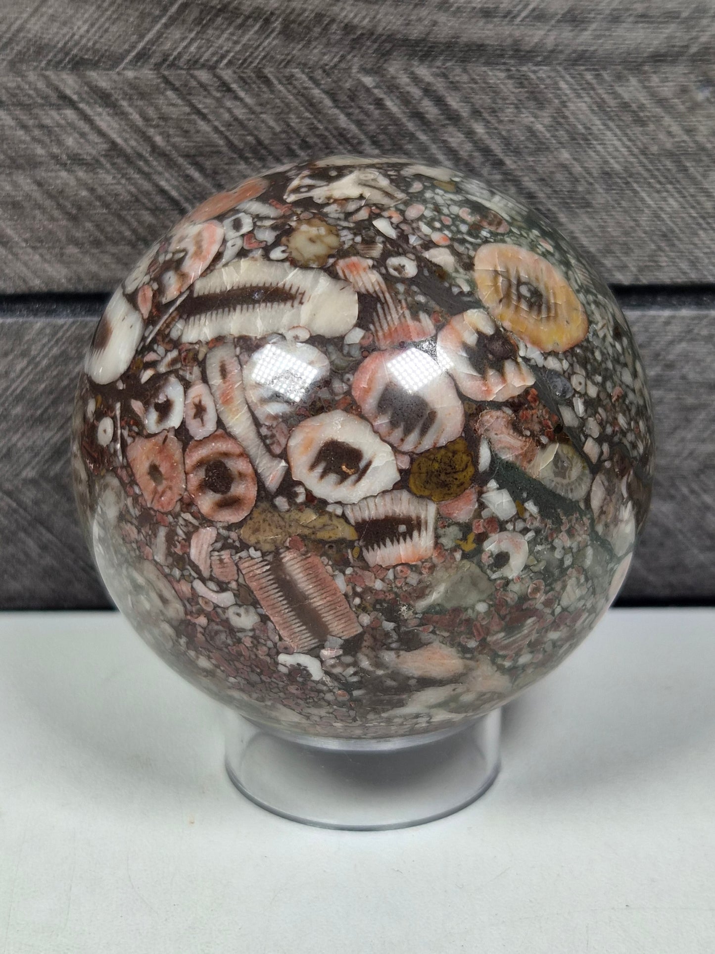 Crinoïde fossiel Bol 352 gram