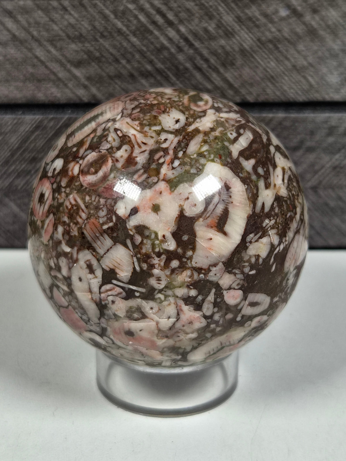 Cronoïde fossiel Bol 284 gram