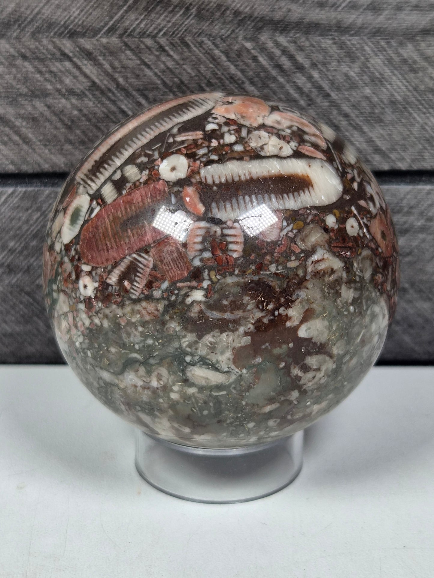 Crinoïde fossiel Bol 352 gram