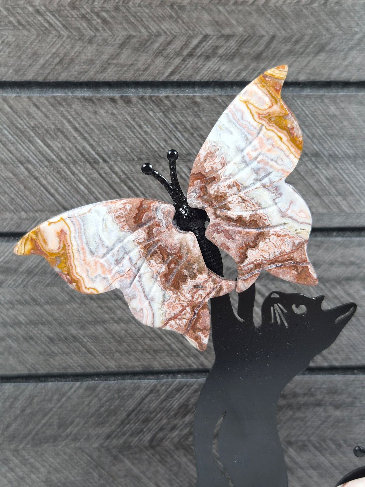 Crazy lace Vlinders met Kat