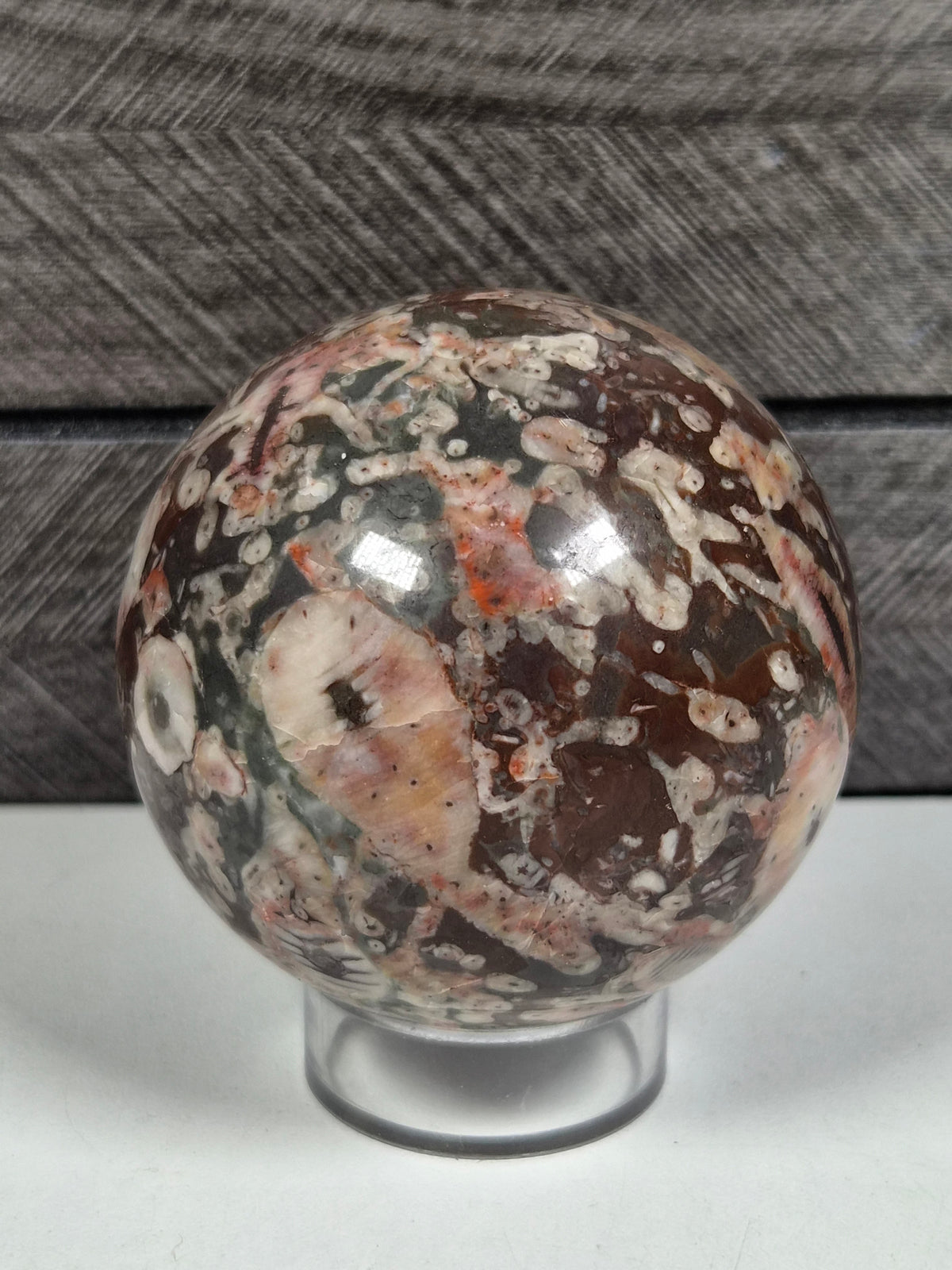 Cronoïde fossiel Bol 322 gram